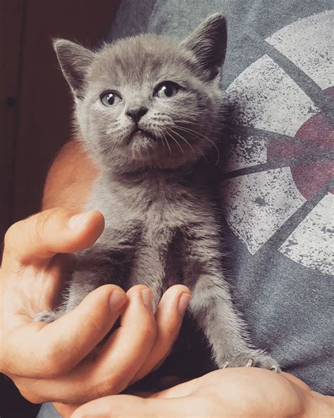 British Shorthair Kittens And Cats For Sale Pets4homes British