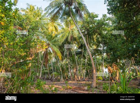 Remote Tropical Island Paradise With Thick Forest Vegetation Of Coconut