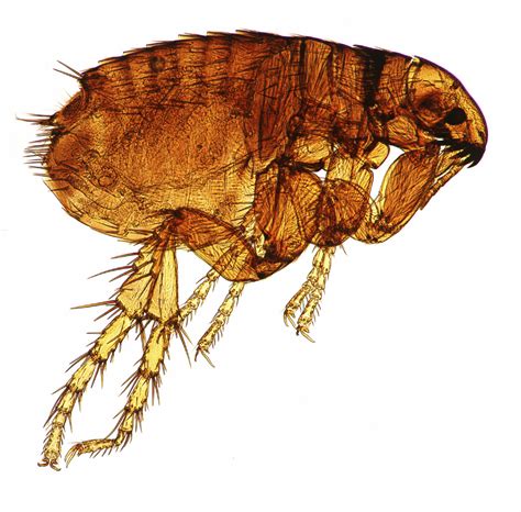 How To Identify And Get Rid Of Fleas Western Exterminator