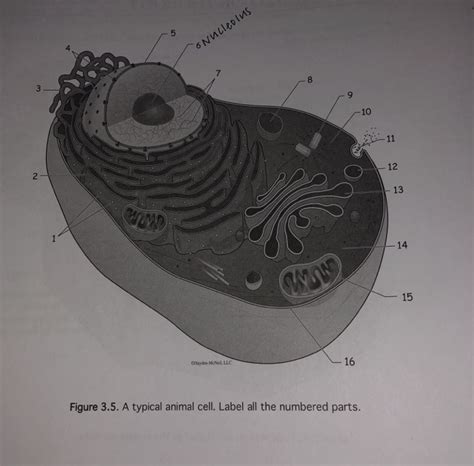What Are The Parts Of A Typical Animal Cell 2 Schematic Of Typical