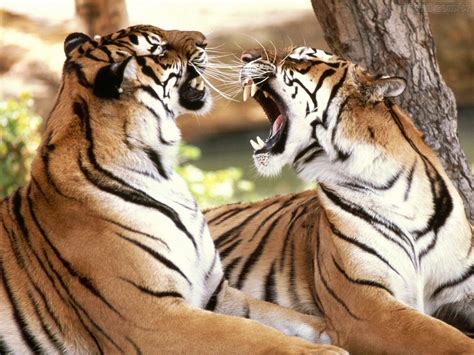 MIS MEJORES FOTOS Animales en peligro de extinción El tigre de bengala