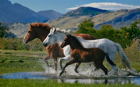 10 New Beautiful Horses Pictures Wallpapers Full Hd 1920×1080 For Pc