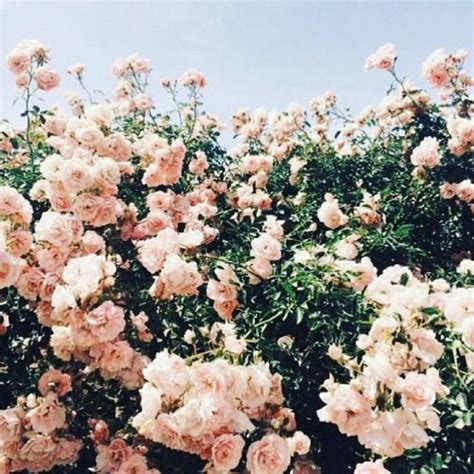 Aesthetic pastel pink and blue flowers. soft pastels. | Beautiful flowers, Flower aesthetic, Love ...