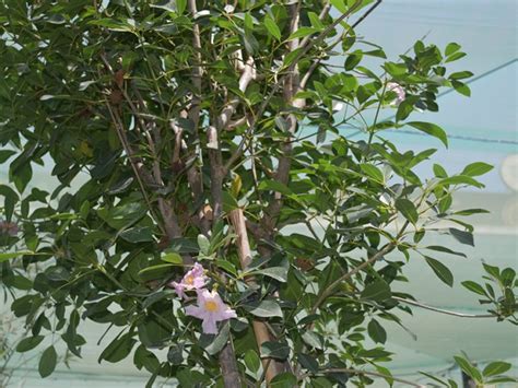 Buy Tabebuia Rosea Online In Uae Trees Dubai Garden Centre