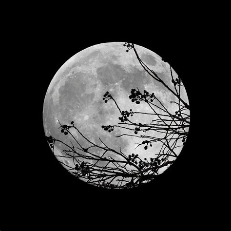 Moon Through The Trees Photograph By Janice Grantz Fine Art America