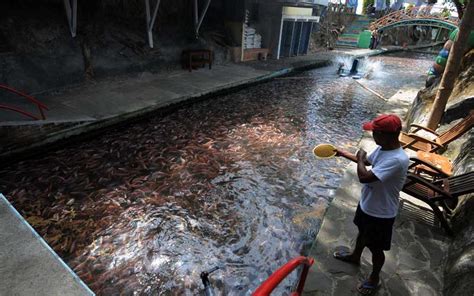 Cara paling ampuh untuk mengumpulkan ikan nila liar atau ikan mujair yaitu dengan bom pengumpul ikan, bagaimana racikannya? Salah Satu Sungai di Klaten Dipenuhi Ikan Nila - Bisnis.com