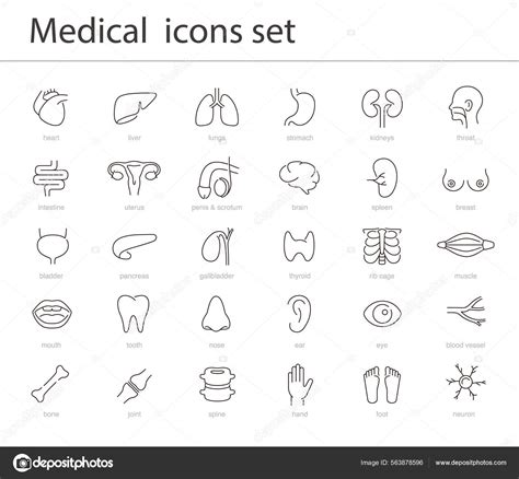 Human Organs Icon Set Medical Icons Vector Illustration Stock Vector By