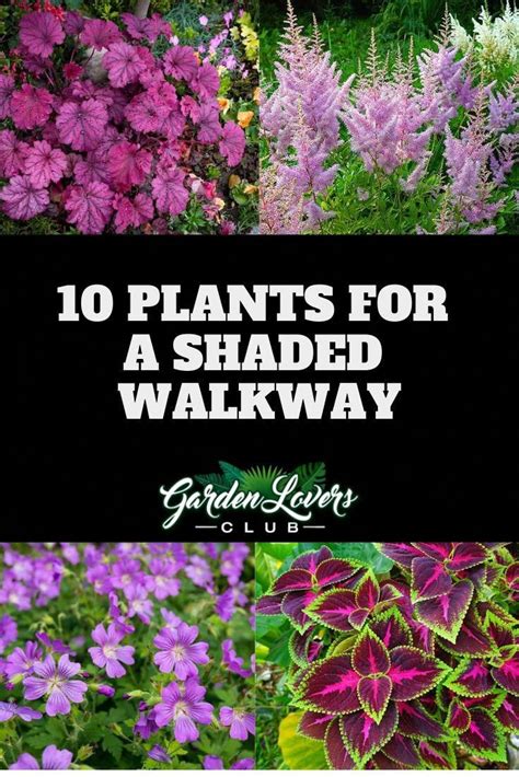 10 Plants For A Shaded Walkway Via Gardenloverclub Shadegarden