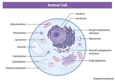 Animal Cell Definition Diagram Structure And Function