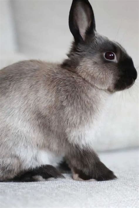 7 Best Rare Rabbit Breeds With Pictures