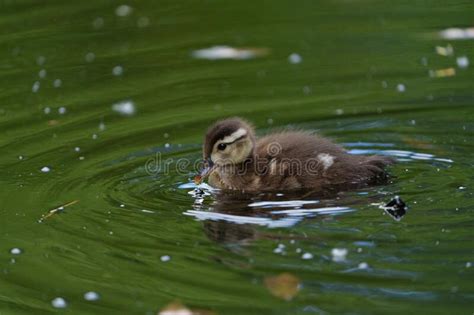 Wood Duck Duckling Resting At Lakeside Stock Image Image Of Duckling
