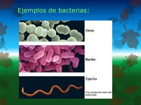 Dominio Eubacteria