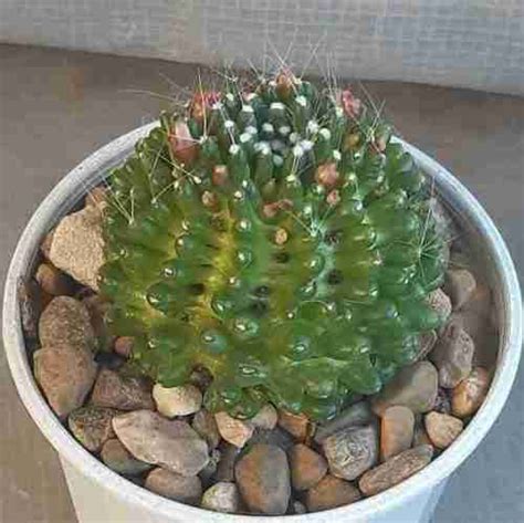 Mammillaria Bocasana V Inermis Cactus Online Australia