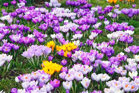 Frühlingsblumen Pflanzen Heimhelden