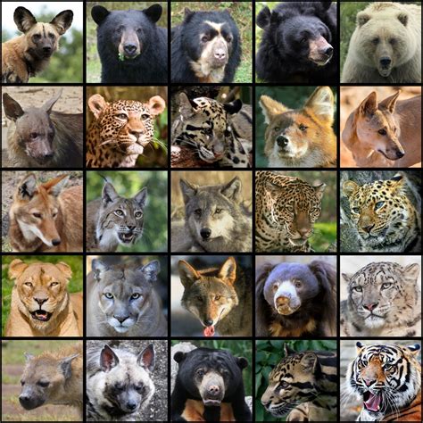 Rewilding The Worlds Large Carnivores Royal Society Open Science