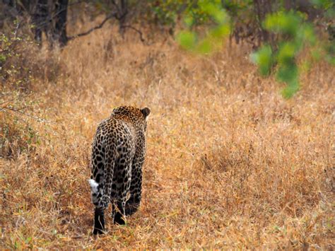Happily Addicted To Leopard Kapama Blog