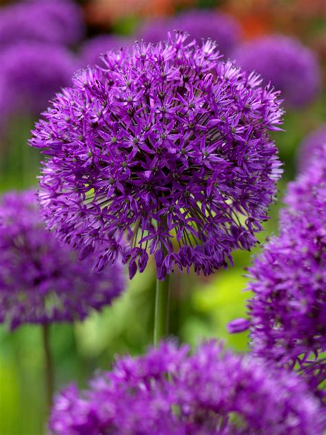 Allium Purple Sensation Dutchgrown Buy Online Top Quality Bulbs