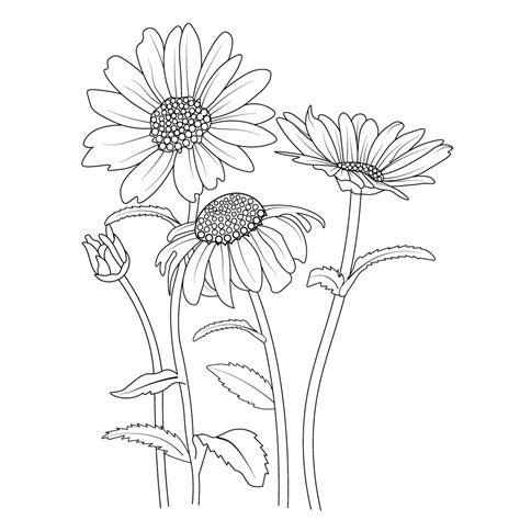 Botanical Daisy Flower Line Art Gerbera Daisy Flower Pencil Art
