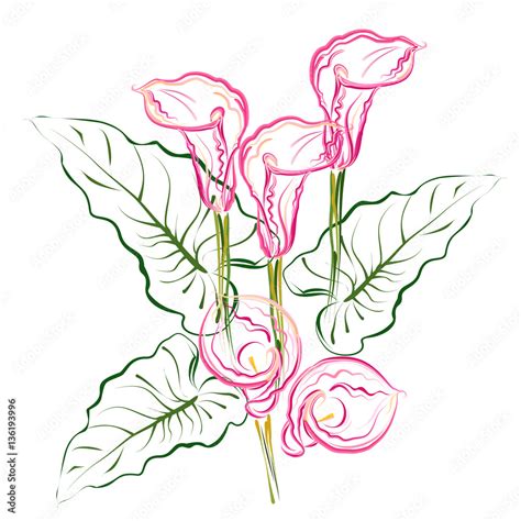 Vecteur Stock Calla Lilies Hand Drawn Stylized Color Vector Brush