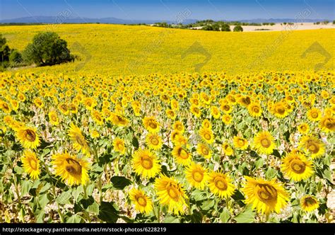 Sunflower Field Provence France Royalty Free Image 6228219