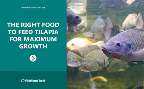 Can You Eat Tilapia In Australia Bloraupdate
