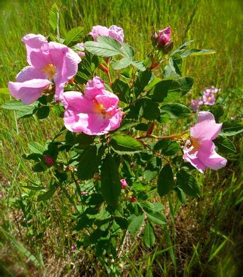 Wild Rose Bushes Commonly Found In Grand Marais Wild Roses Wild