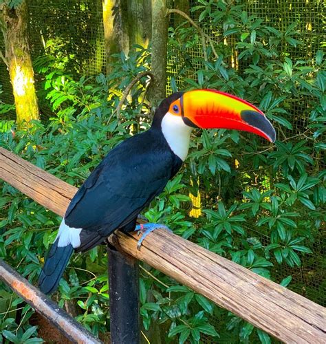 Surrounded By This Cute Little Stalker Today ⭐️ Toucan Brazil