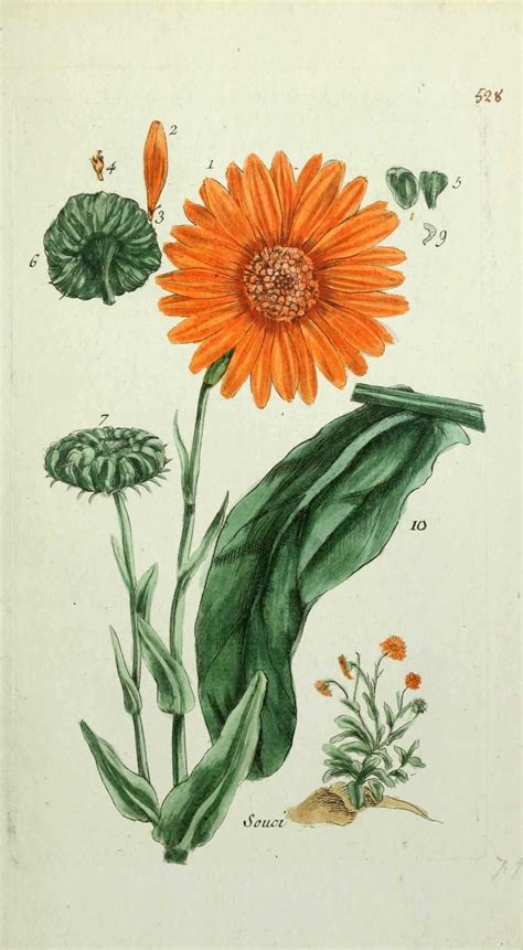 Calendula Officinalis Dessin Botanique Illustration Botanique Flore