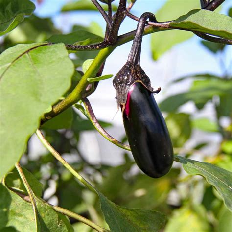 Pruning Eggplant How To Prune Eggplants And When And Why