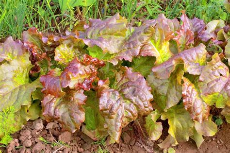 You can either cut the entire bundle off at ground level, or you can remove just a few leaves at a time. How to Grow Your Own Lettuce - Tips for Leaf and Head ...