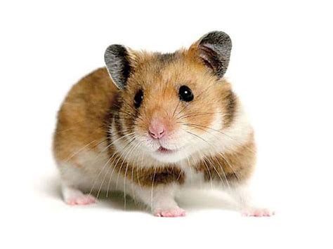 Hamster Picture 835 1000  Large Twin Towner Syrian