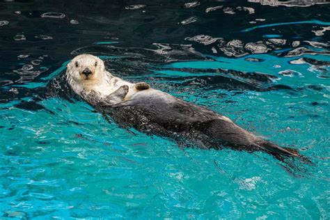 Oregon Zoo Eddie The Slam Dunking Sea Otter Has Died Kcby