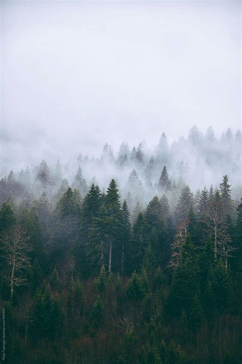 Misty Forest Of Pine Trees On The Mountains By Stocksy Contributor