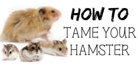 How To Tame Your Hamster Youtube