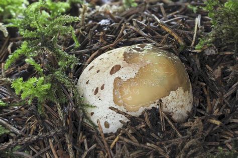The Stinkhorn Phallus Impudicus Is A Jung Edible Mushroom Stock Image