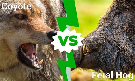 Texas Showdown Who Emerges Victorious In A Coyote Vs Feral Hog Battle