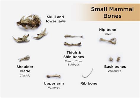 Owl Pellet Dissection