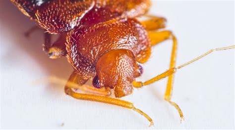 Bed Bug Myths Experts In Pest Control Commercial Retail
