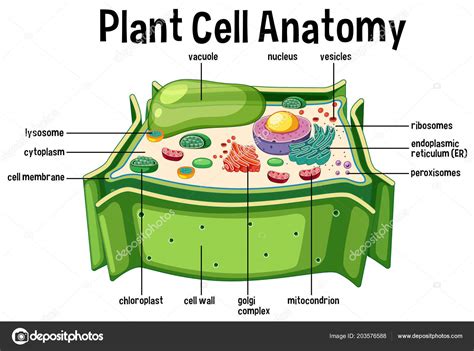 Diagram Cell Diagram Labeled Plant Mydiagram Online