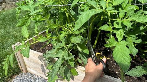 Pruning Tomatoes🍅pruning Techniques To Boost Your Harvest And To