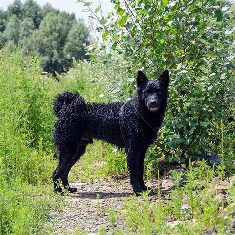 Croatian Sheepdog Dog Breed Information American Kennel Club