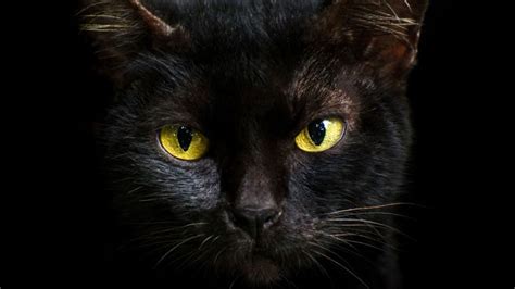 Las Protectoras No Entregan Gatos Negros En Adopción En Halloween Por