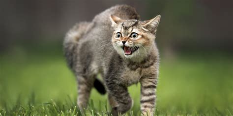 Why Do Cats Hiss And What You Need To Know All About Cats