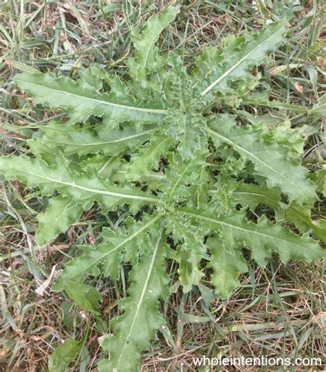 3 Edible Types Of Common Garden Weeds You Should Stop