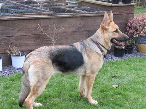 Narla 8 Month Old Female German Shepherd Dog Available For Adoption