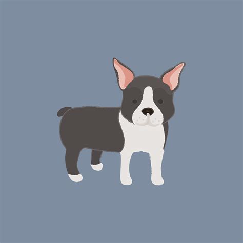 Cute illustration of a boston terrier dog - Download Free Vectors, Clipart Graphics & Vector Art