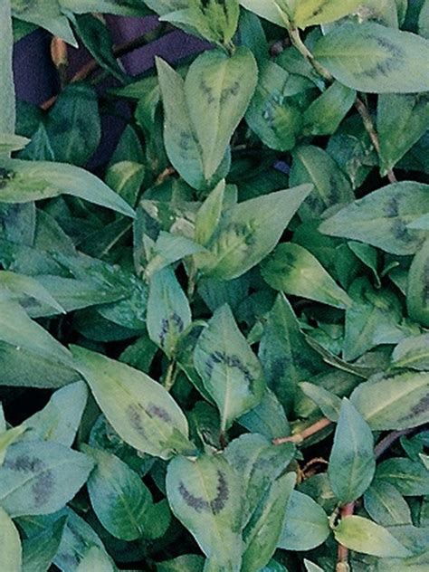 Oderings Garden Centre Herb Mint Vietnamese Aromatic Green Leaves