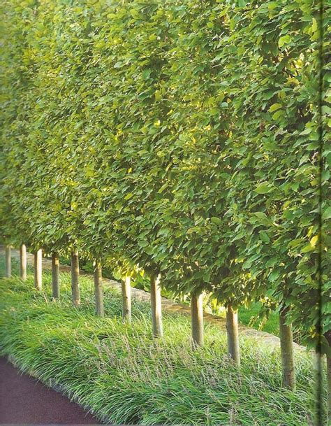 A row of fast growing evergreen trees for privacy or fast growing privacy shrubs can become a living privacy fence that blocks noise, reduces air pollution, slows the wind, and, most noteworthy. Trees for backyard privacy - large and beautiful photos ...