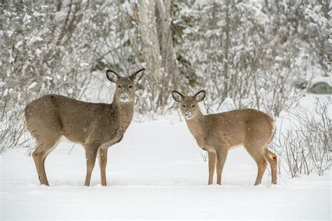 White Tailed Deer Doe And Fawn Acadia Np Maine Usa Photograph By