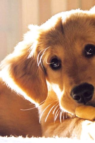 Facebook Cute Puppy Cellphone Wallpaper pictures, Cute Puppy Cellphone